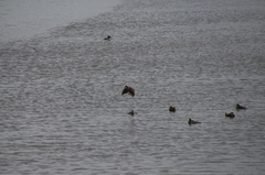 Rallus obsoletus levipes