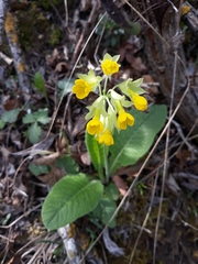 Primula veris macrocalyx