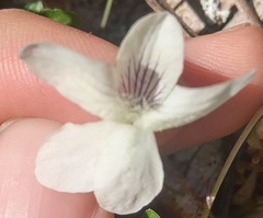 Viola