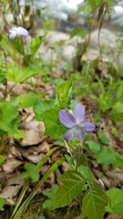 Viola rostrata