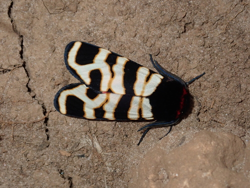 Arctia festiva