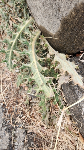 Image of Cirsium japonicum by (c) Meng-Chi Hung, some rights reserved (CC BY)