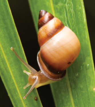 Rota Island Tree Snail