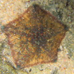 Asterinidae