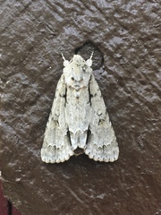 Acronicta lobeliae