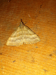 Hypena atomaria