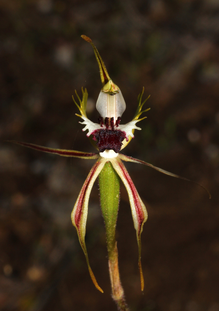 Caladenia interanea