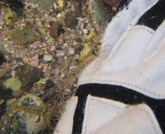 Palaemon affinis