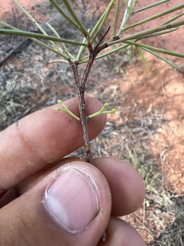 Amyema linophylla (Amyema linophylla)