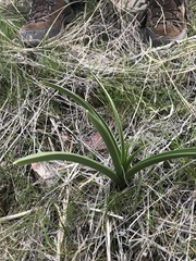 Toxicoscordion paniculatum