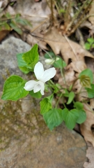 Viola striata