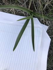 Toxicoscordion paniculatum