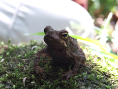 Incilius coniferus