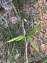 Toxicoscordion paniculatum