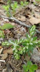 Sedum ternatum