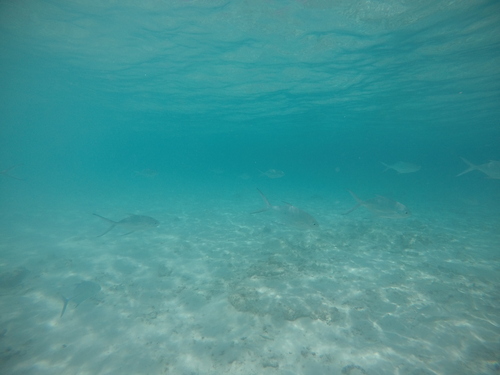 Smallspotted Dart — seen at this dive site