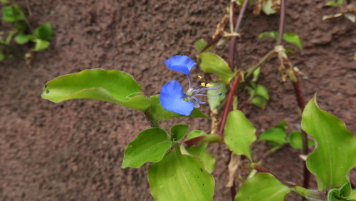 tropical spiderwort