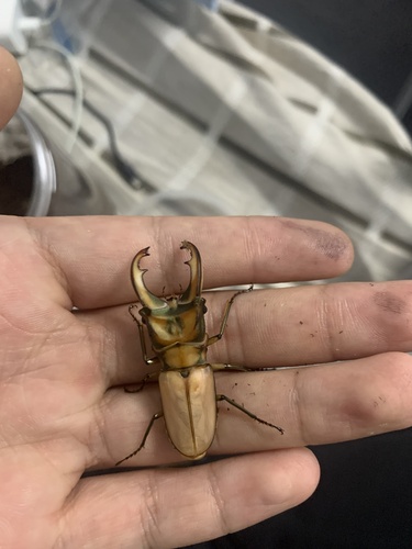 Cyclommatus mniszechi