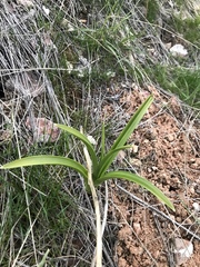 Toxicoscordion paniculatum