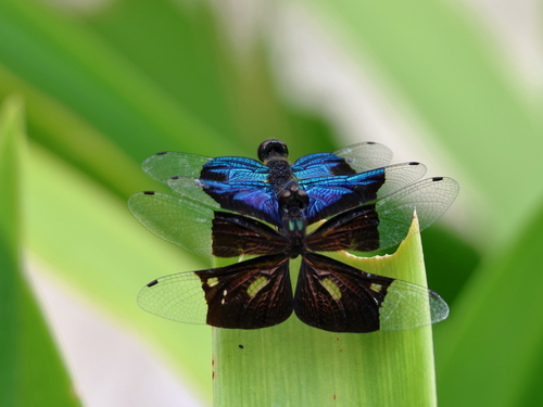 Jewel Flutterer photo 3