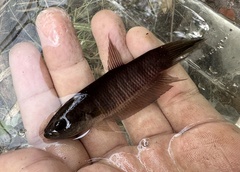 Double Lipspot Mouthbrooder photo 2