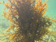 Carpophyllum maschalocarpum