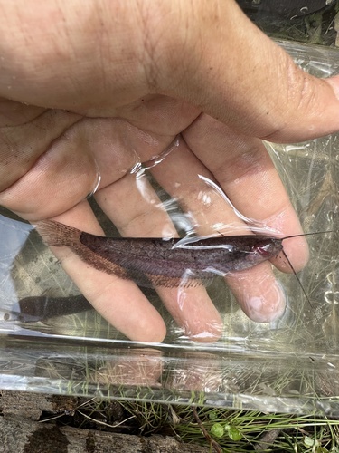 Hasselt's sheatfish (Silurichthys hasseltii) — Siluridae — 3