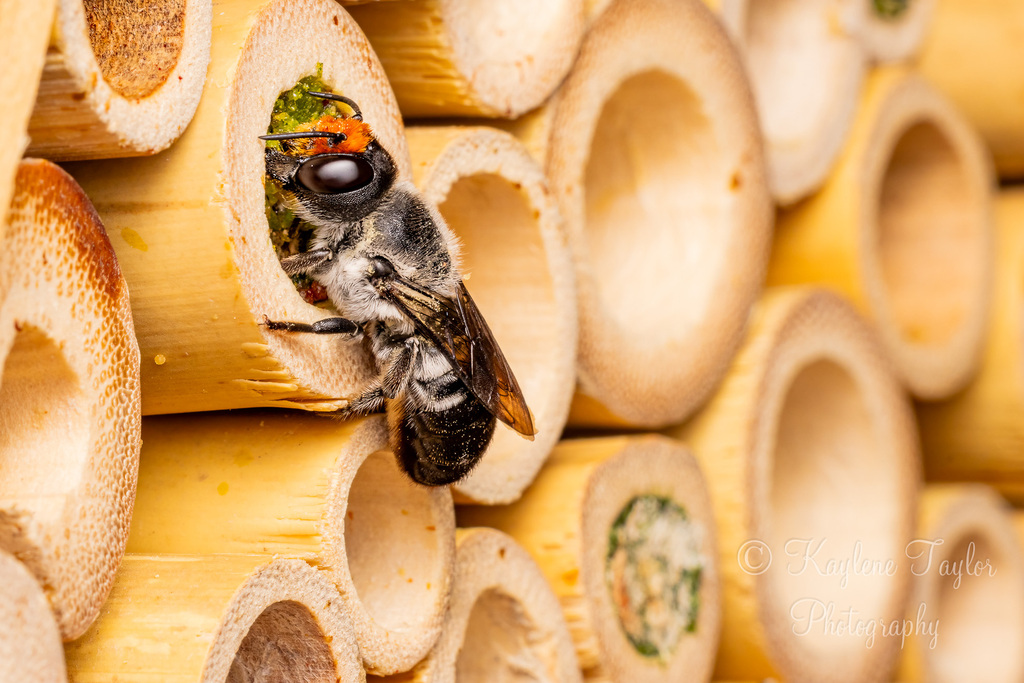 Megachile erythropyga