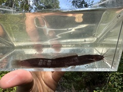 Keli Bladefin Catfish photo 3