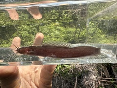 Keli Bladefin Catfish photo 1
