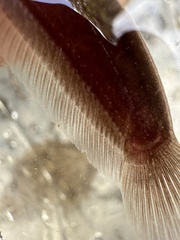Keli Bladefin Catfish photo 5