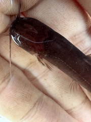 Keli Bladefin Catfish photo 4