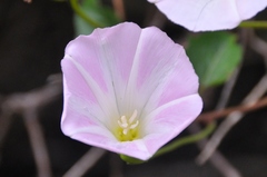 Calystegia macrostegia macrostegia