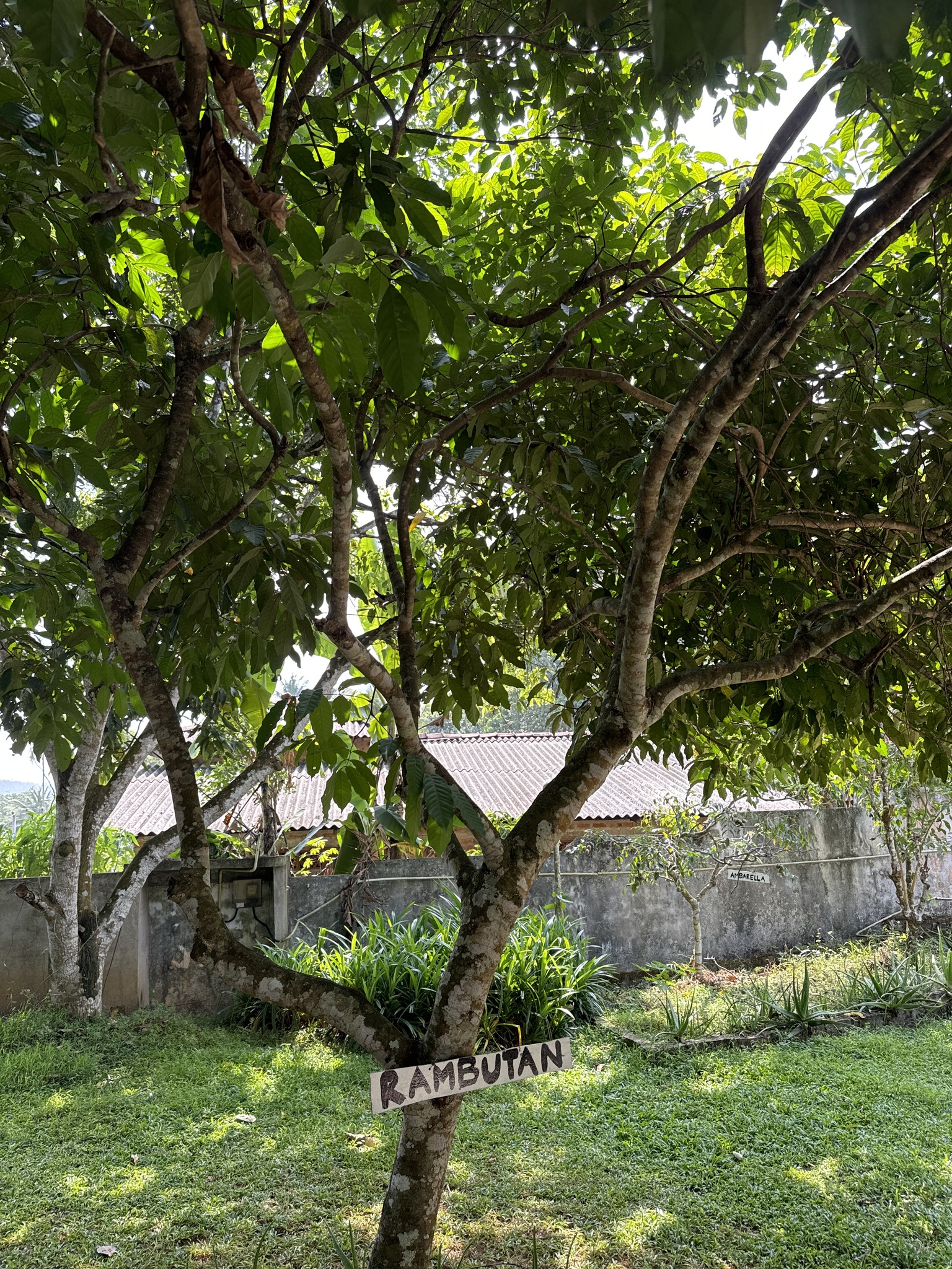Imagem de Rambutan