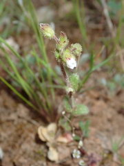 Cerastium pumilum