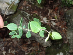 Lonicera implexa