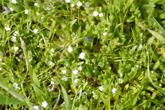 Plagiobothrys bracteatus