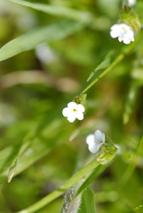 Plagiobothrys bracteatus