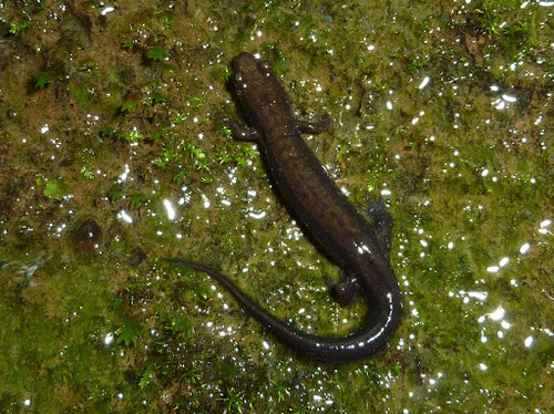 Allegheny Mountain Dusky Salamander
