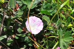 Calystegia macrostegia macrostegia