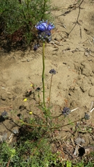 Gilia capitata chamissonis
