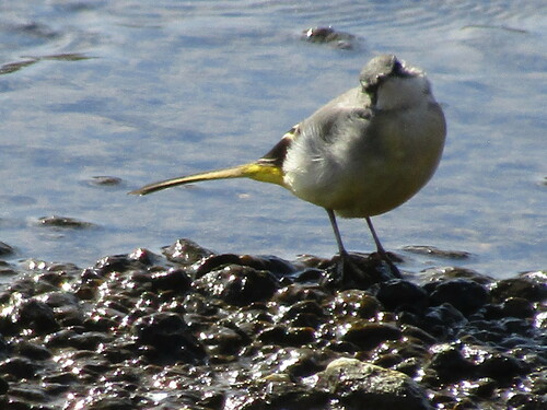 Bergeronnette des ruisseaux