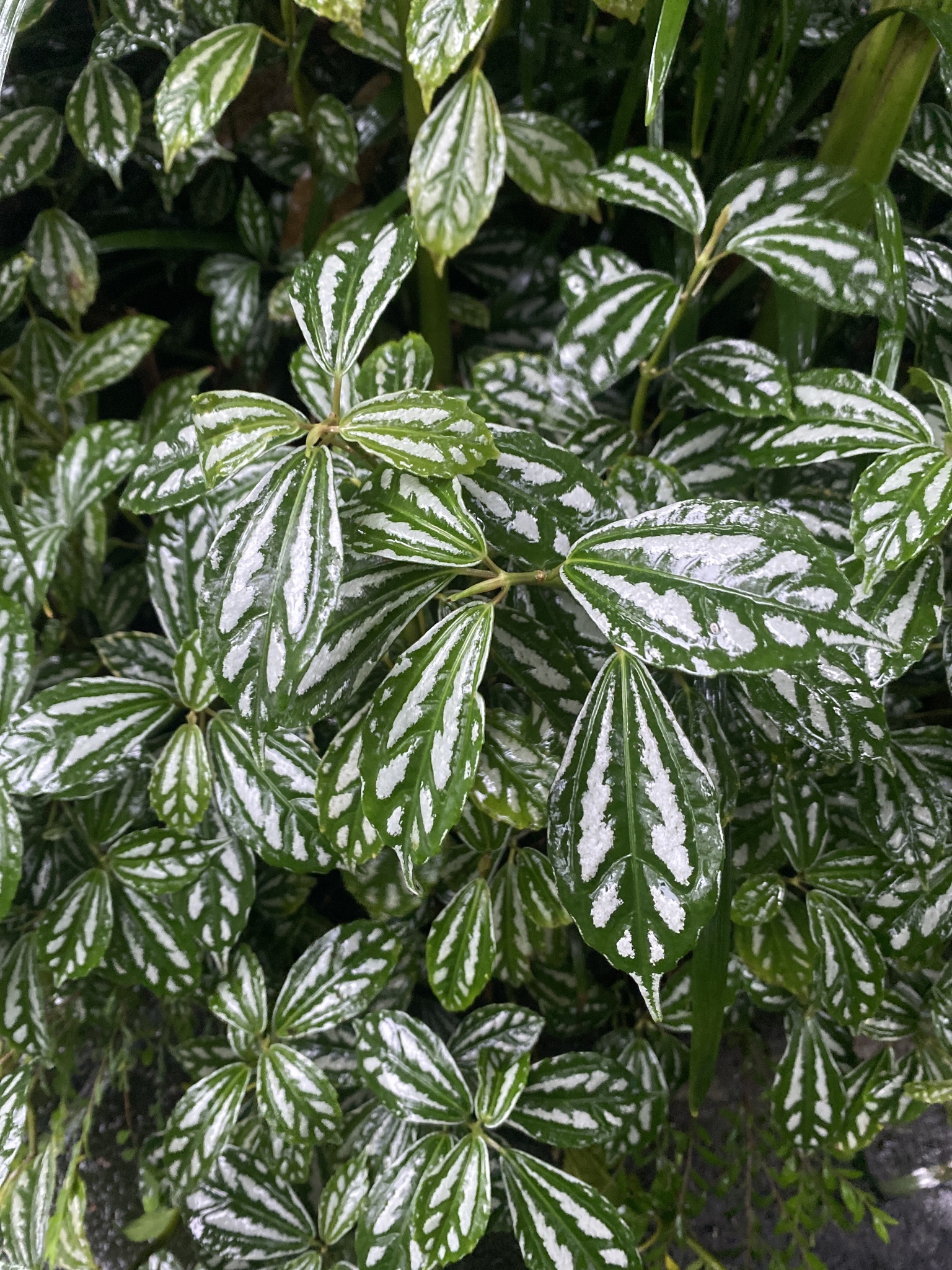 Imagem de Planta-mosaico