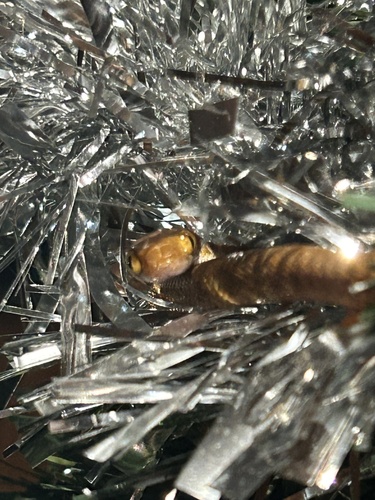 Brown Tree Snake sighting