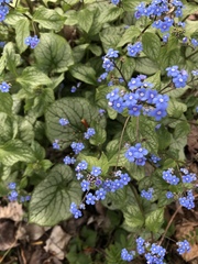 Brunnera macrophylla