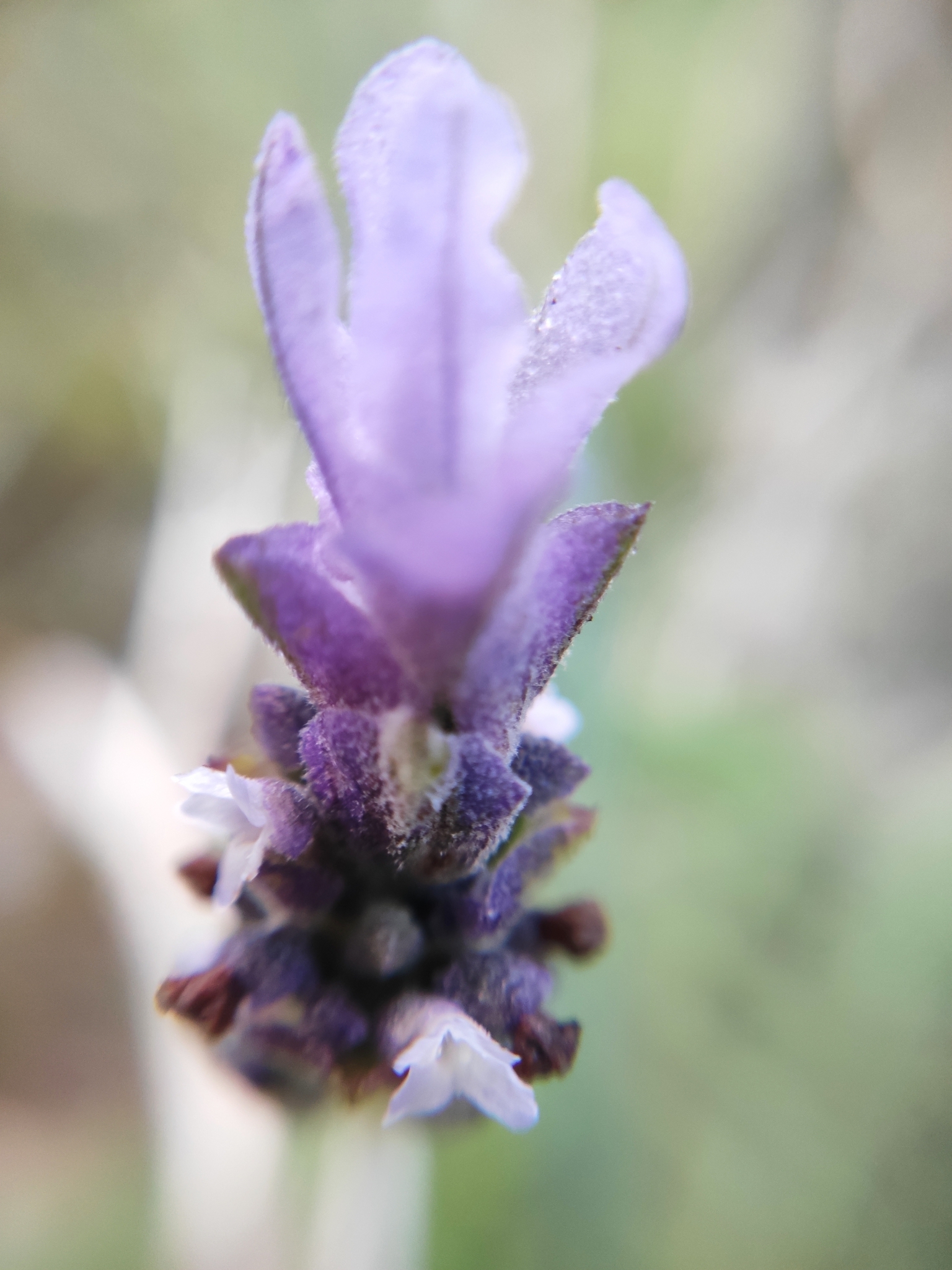 Imagem de Lavanda