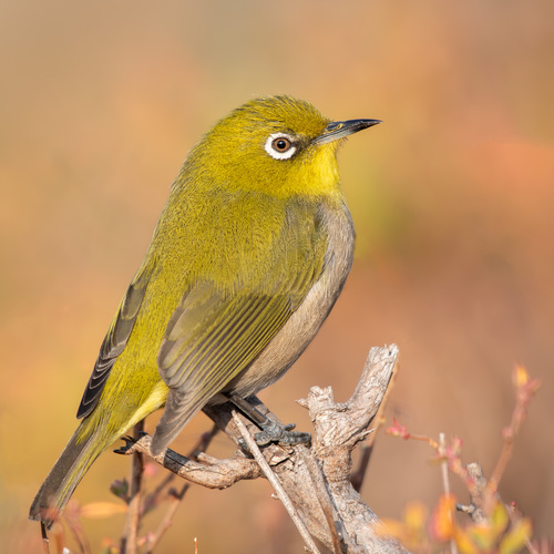 Warbling White-eye