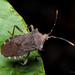 Horned Squash Bug - Photo (c) Léo-Guy de Repentigny, some rights reserved (CC BY-NC), uploaded by Léo-Guy de Repentigny