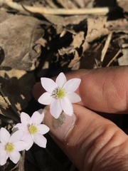 Hepatica acutiloba