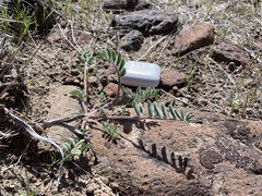 Astragalus malacus
